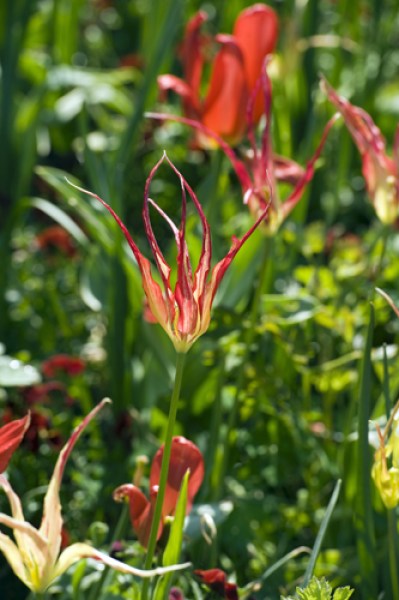 Botanical Tulip Acuminata